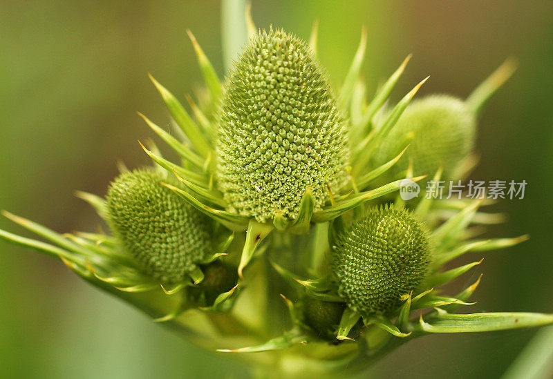 Eryngium agavifolium - Agavenblättriger Mannstreu